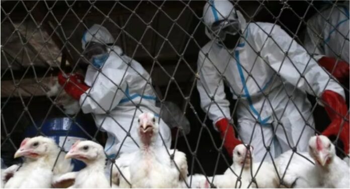 First Human Death from H3N8 Bird Flu in China - ViennaTimes